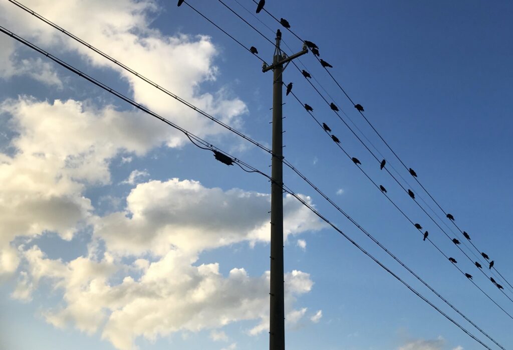 電線に群がるたくさんのカラス